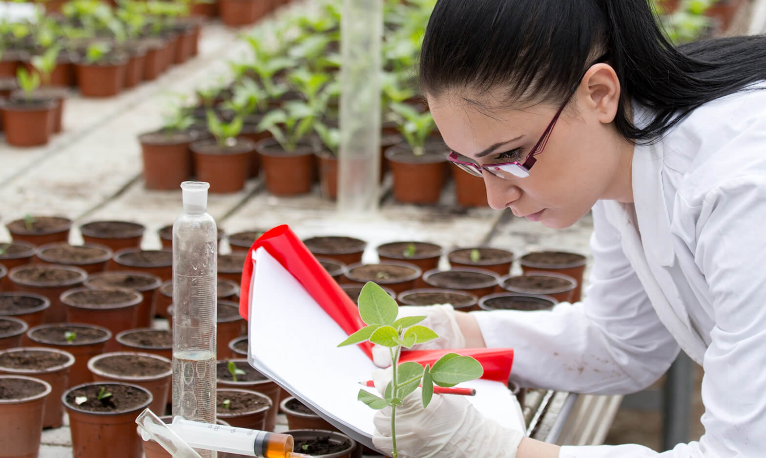 A biology researcher examining seedlings in a greenhouse